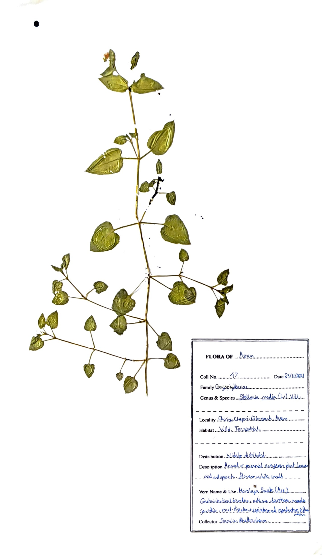 Moroliya (Ass.) (Herbarium)